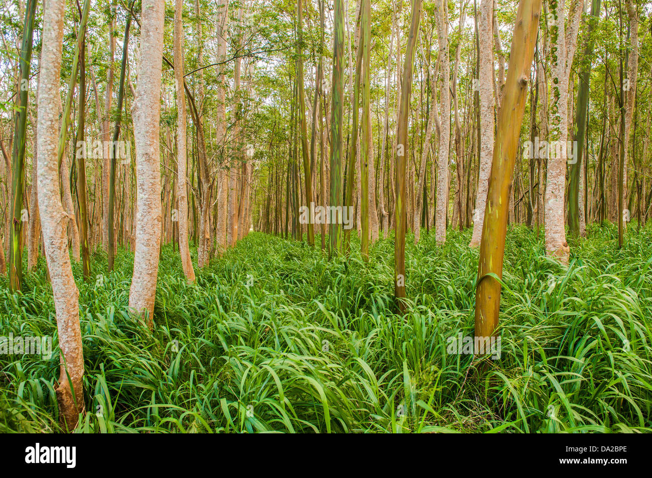 Tree farm, Mt. Kahili, Kauai, Hawaii Stock Photo Alamy