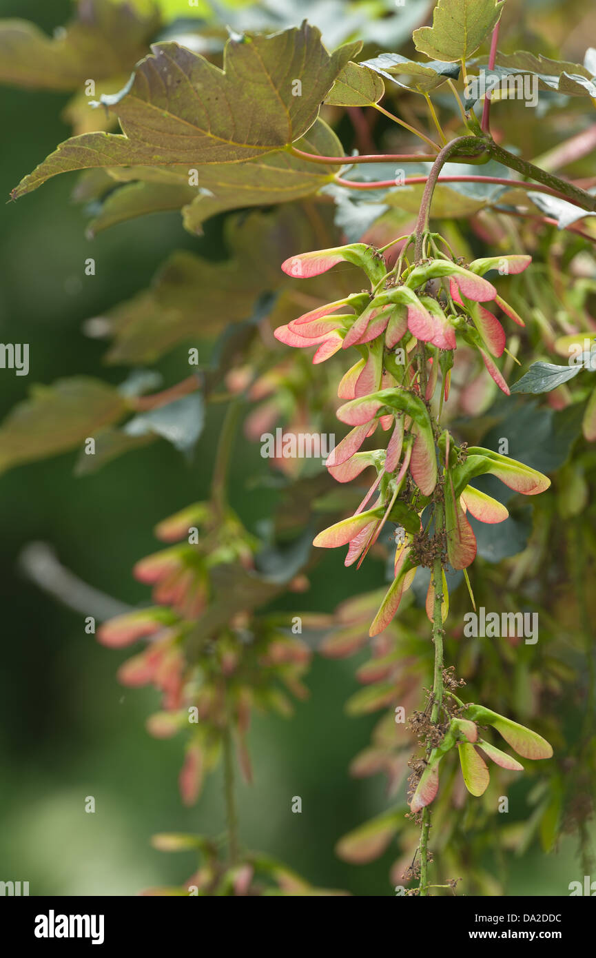 Sycamore acer tree seeds fruit developing in grape like clumps on branches ready for wind dispersal Stock Photo