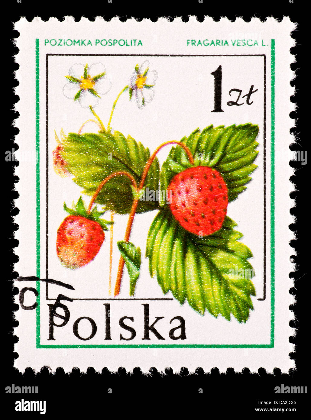 Strawberries stamp hi res stock photography and images Alamy