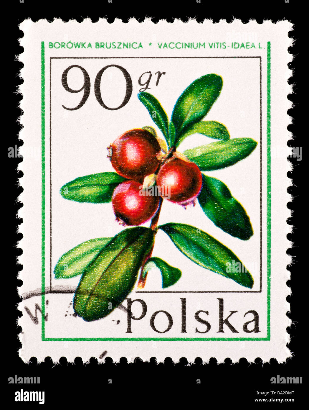 Postage stamp from Poland depicting cranberries and leaves Stock Photo ...