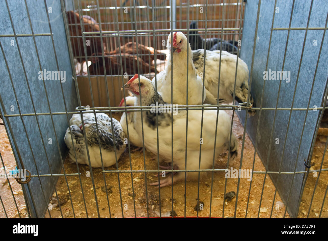Poultry farmers hires stock photography and images Alamy