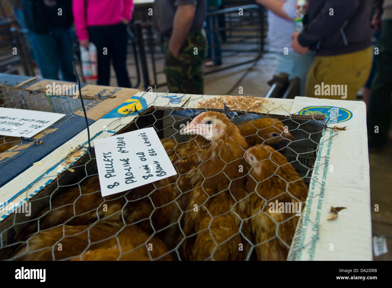 Poultry auction at monthly farmers market in Malton Ryedale North