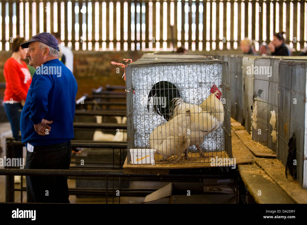 Poultry auction at monthly farmers market in Malton Ryedale North