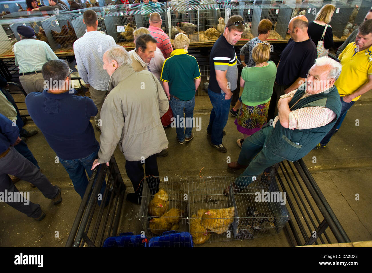 Poultry auction at monthly farmers market in Malton Ryedale North