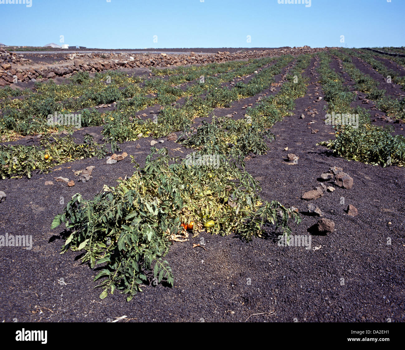Canary tomatoes hires stock photography and images Alamy