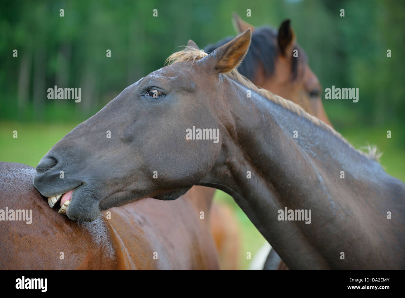 Domestic horses (Equus ferus caballus) scratching each other, Munsö, Sweden Stock Photo