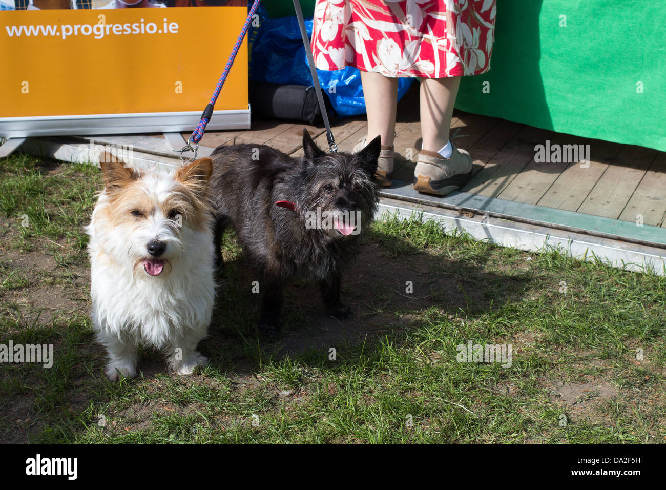 Two small dogs on dogleads Stock Photo Alamy