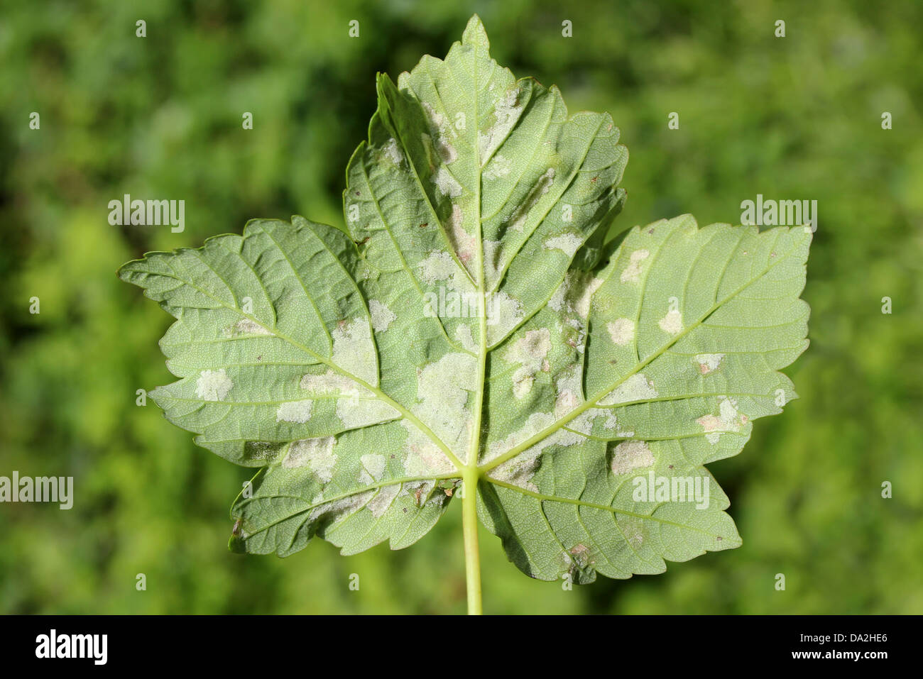 Sycamore leaves affected by Felt Galls caused by the Gall Mite Aceria pseudoplatani syn. Eriophyes pseudoplatani Stock Photo