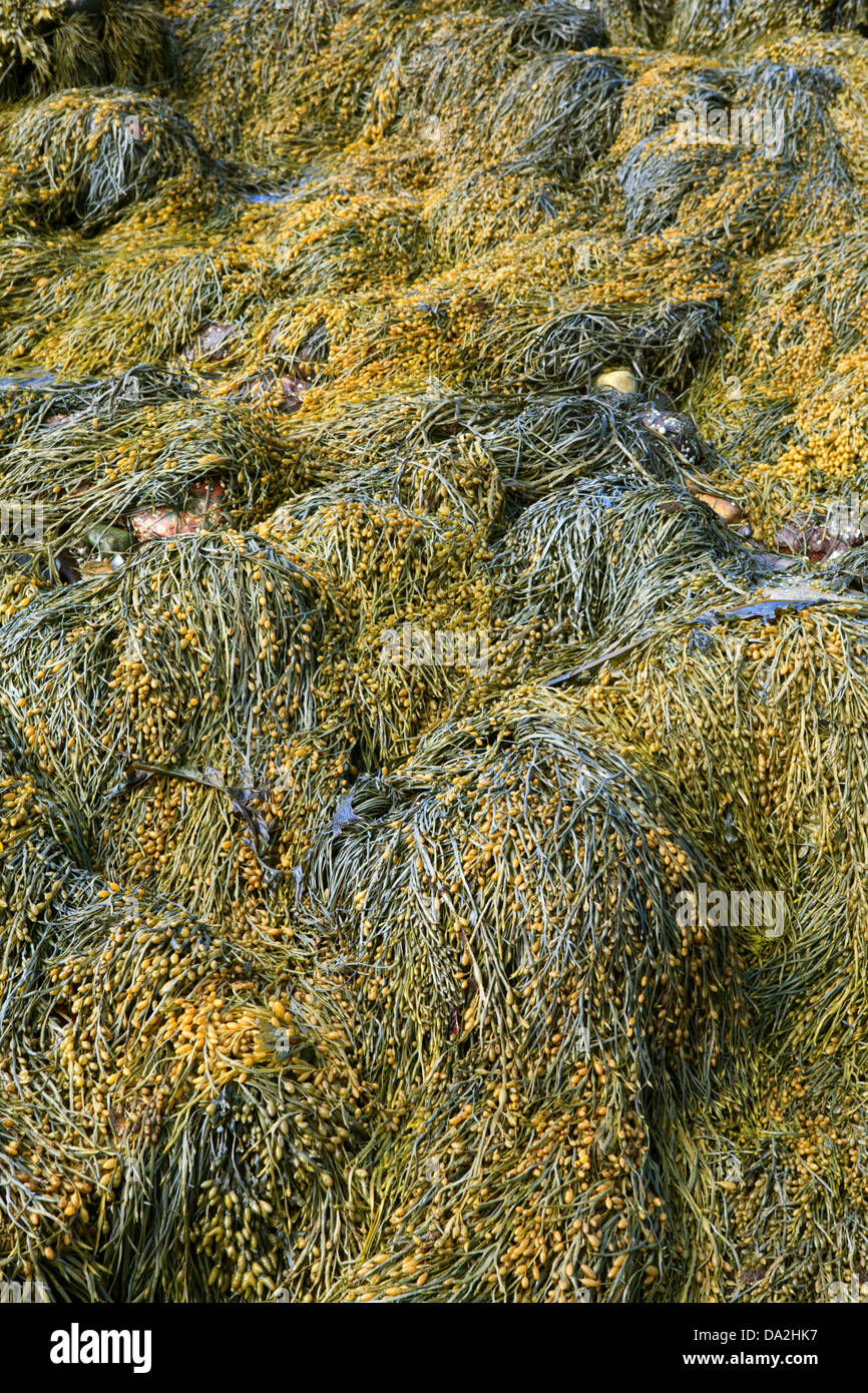Kelp covered rocks hi-res stock photography and images - Alamy