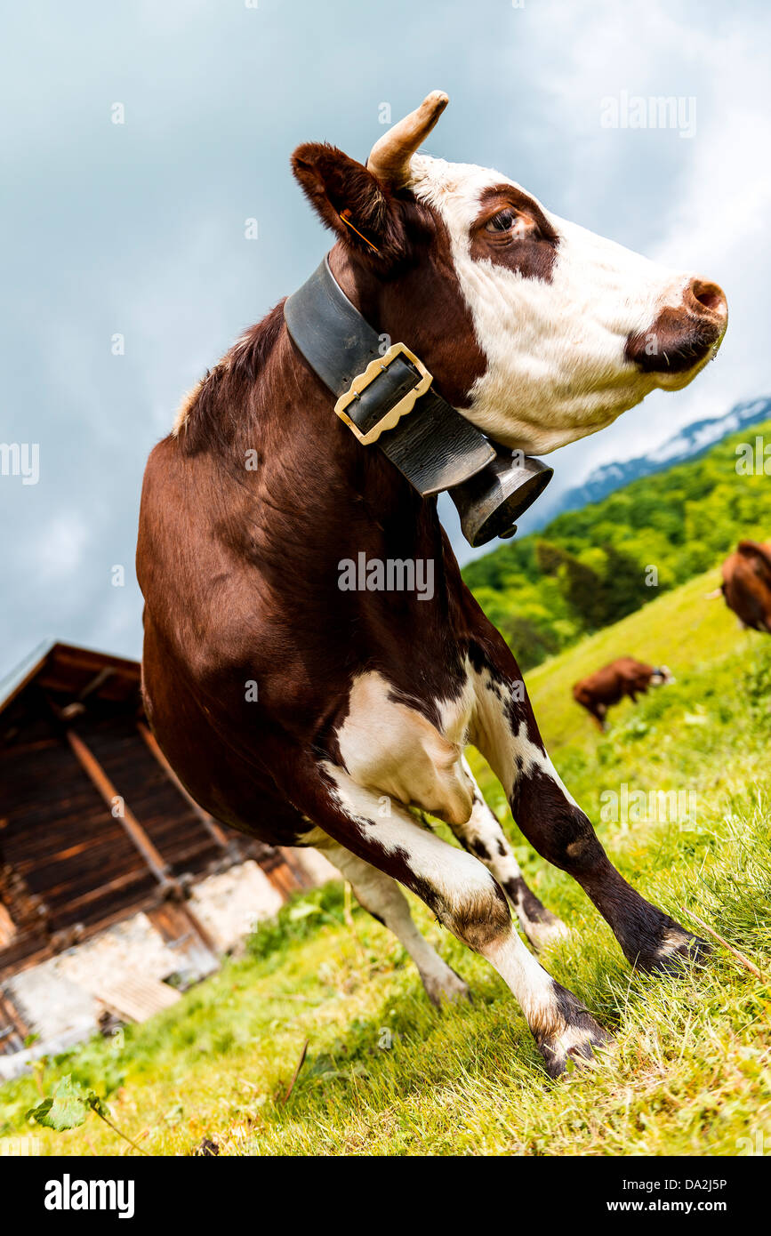 Cow, farm animal in the french alps, Abondance race cow, savy, beaufort sur Doron Stock Photo