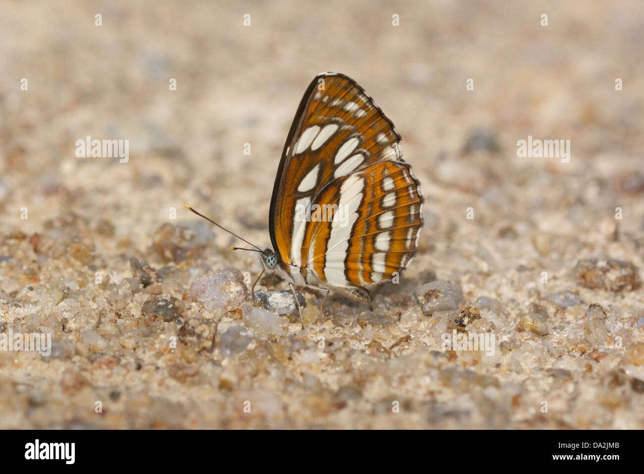 Neptis hylas, known as the Common Sailer, is a species of Nymphalidae butterfly found in South Asia and Southeast Asia. Stock Photo