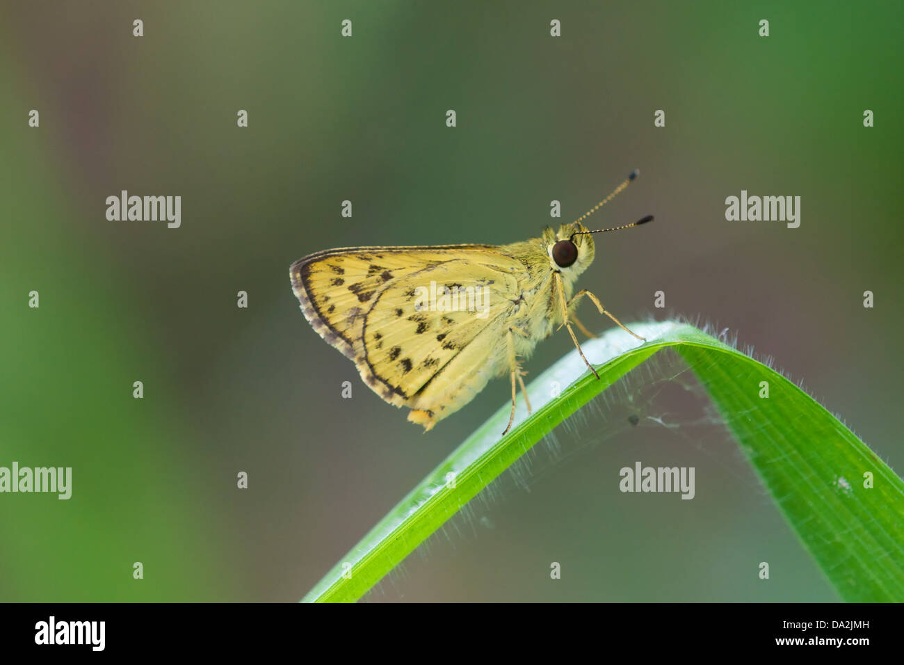 Detached Dart, Potanthus trachala tytleri, is a skipper or skipper butterfly of the family Hesperiidae Stock Photo