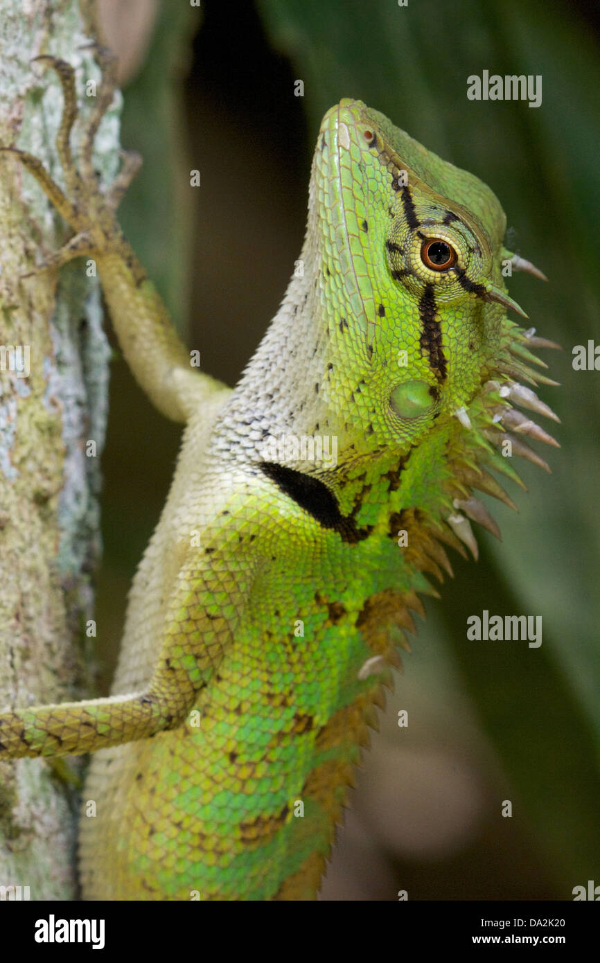 Emma Gray's Forest Lizard (Calotes emma), also known as the Forest Crested Lizard, is an agamid lizard found throughout Asia. Stock Photo