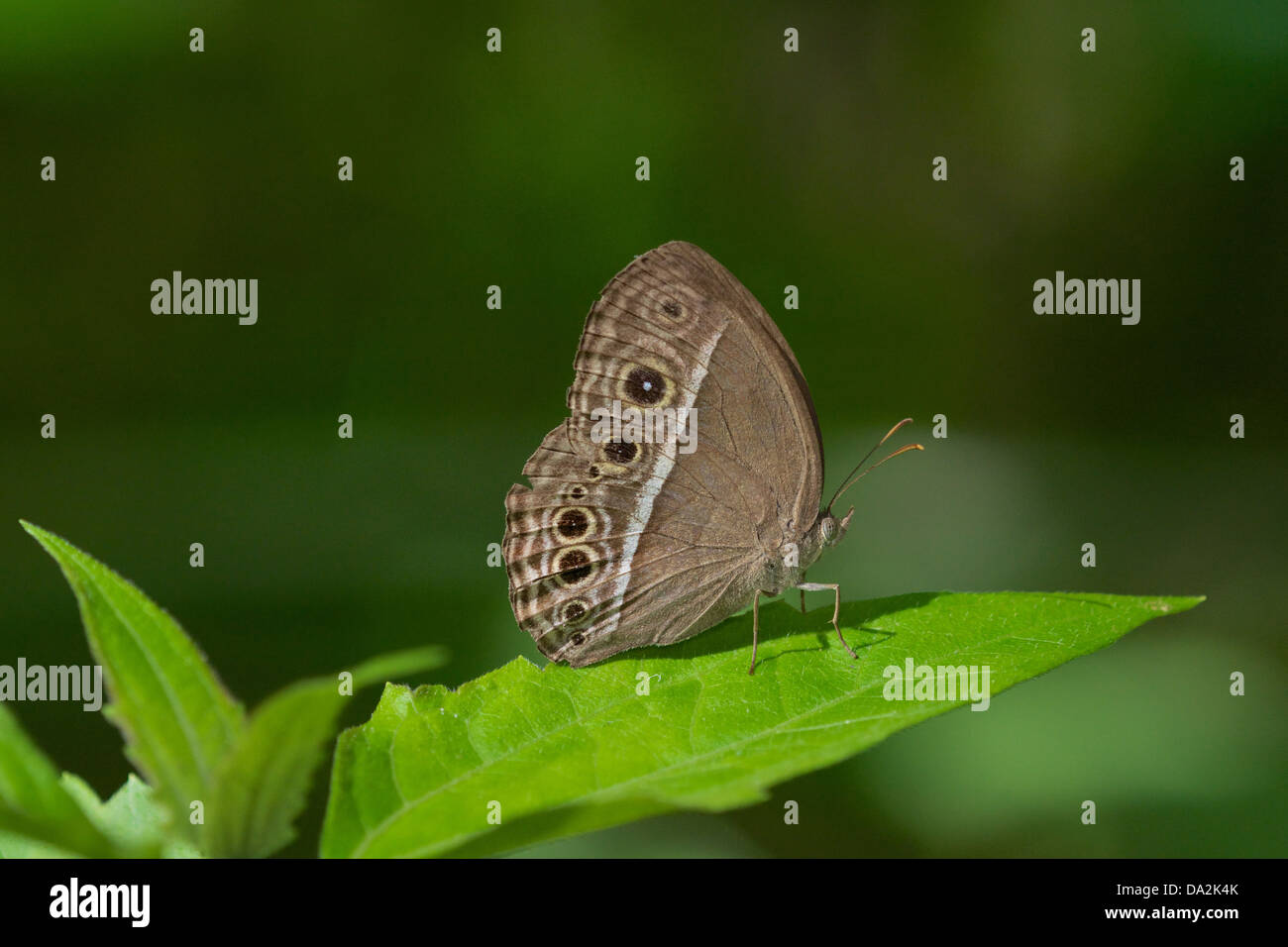 Mycalesis intermedia is a species of Satyrinae butterfly. Stock Photo