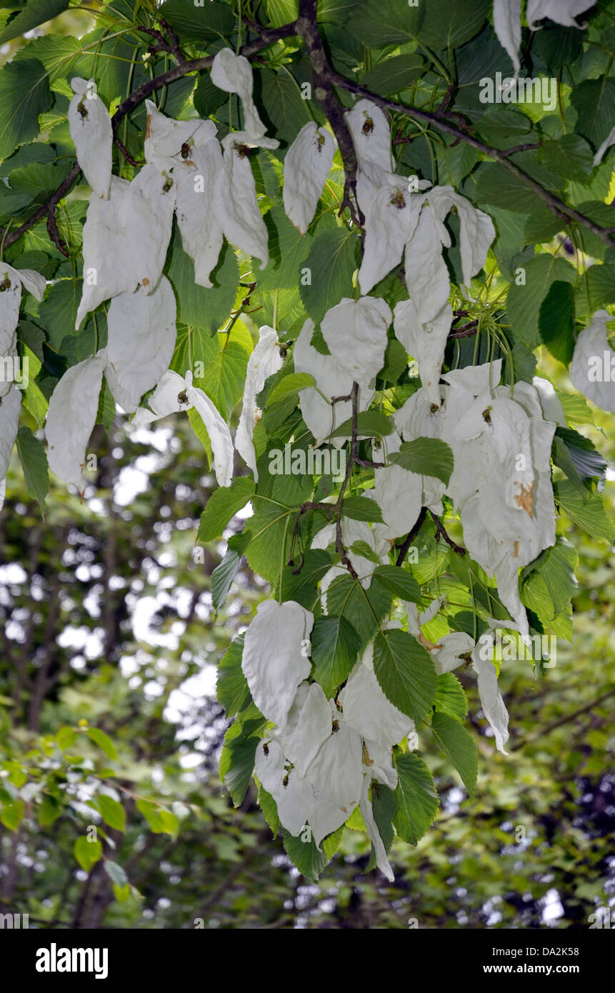 handkerchief tree (davidia involucrata) Stock Photo