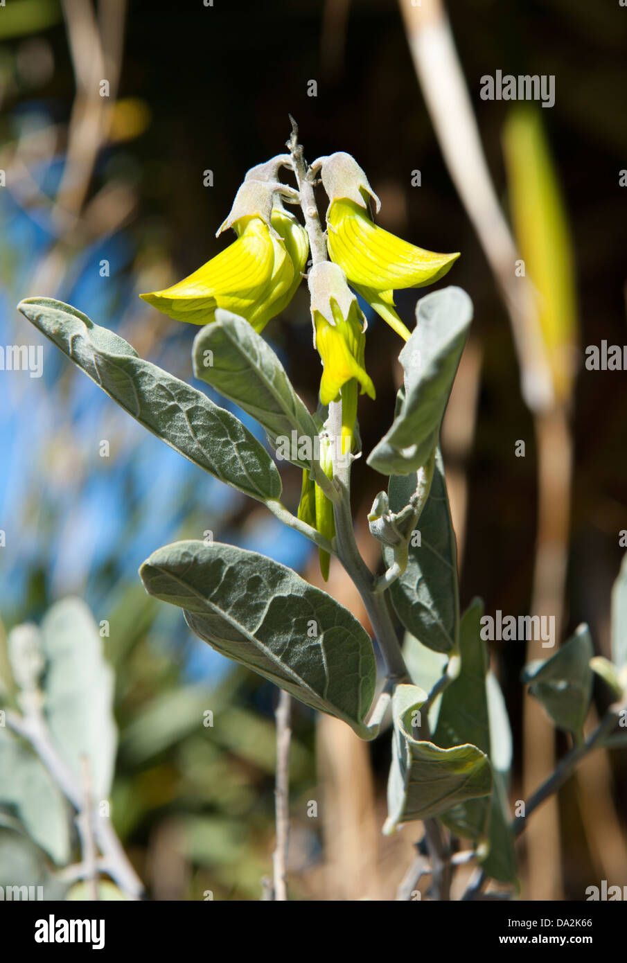 Flowering salt bush at Kings Park Botanic Gardens, Perth, Western Australia Stock Photo