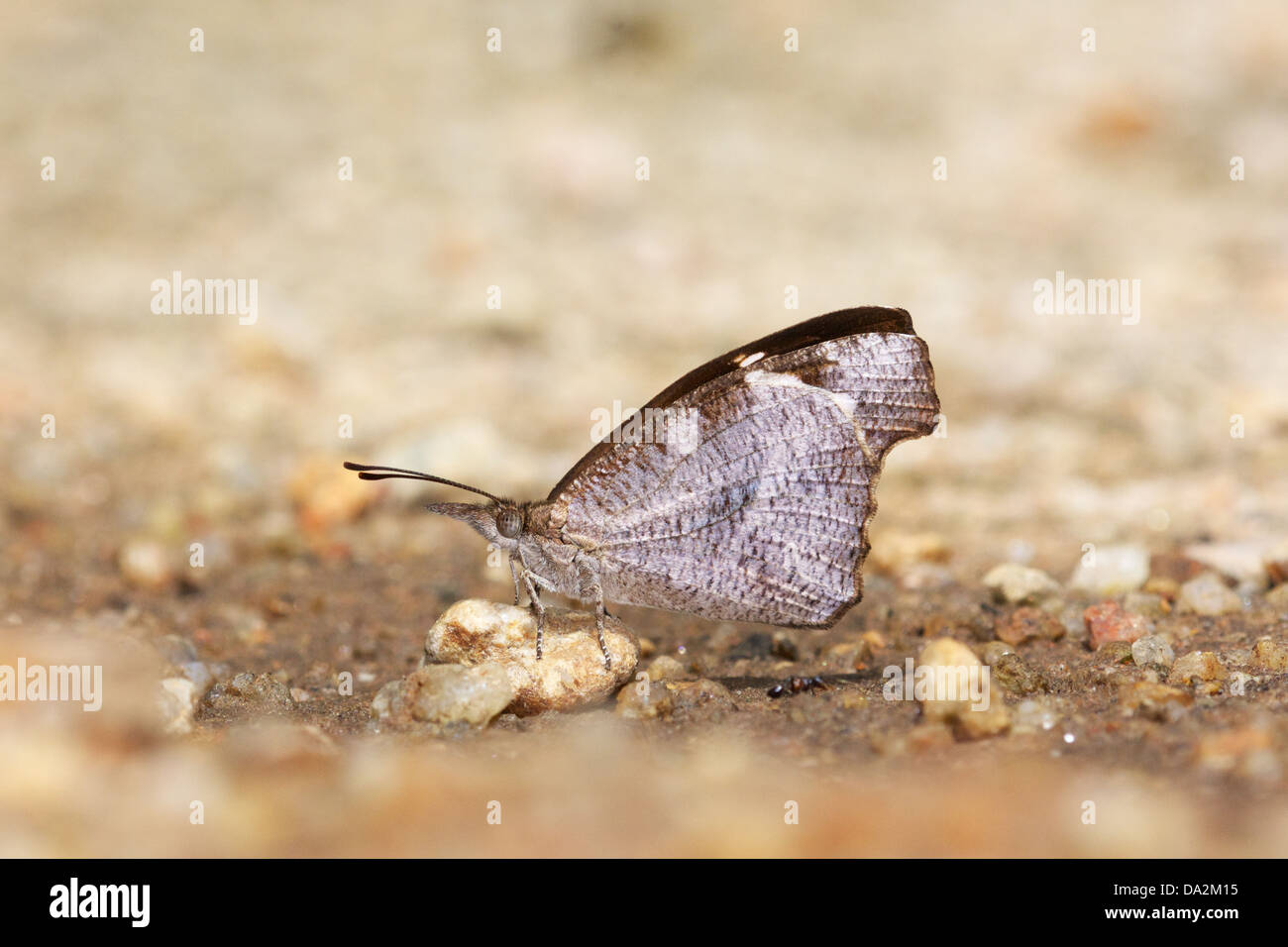 Group of butterflies hires stock photography and images Alamy