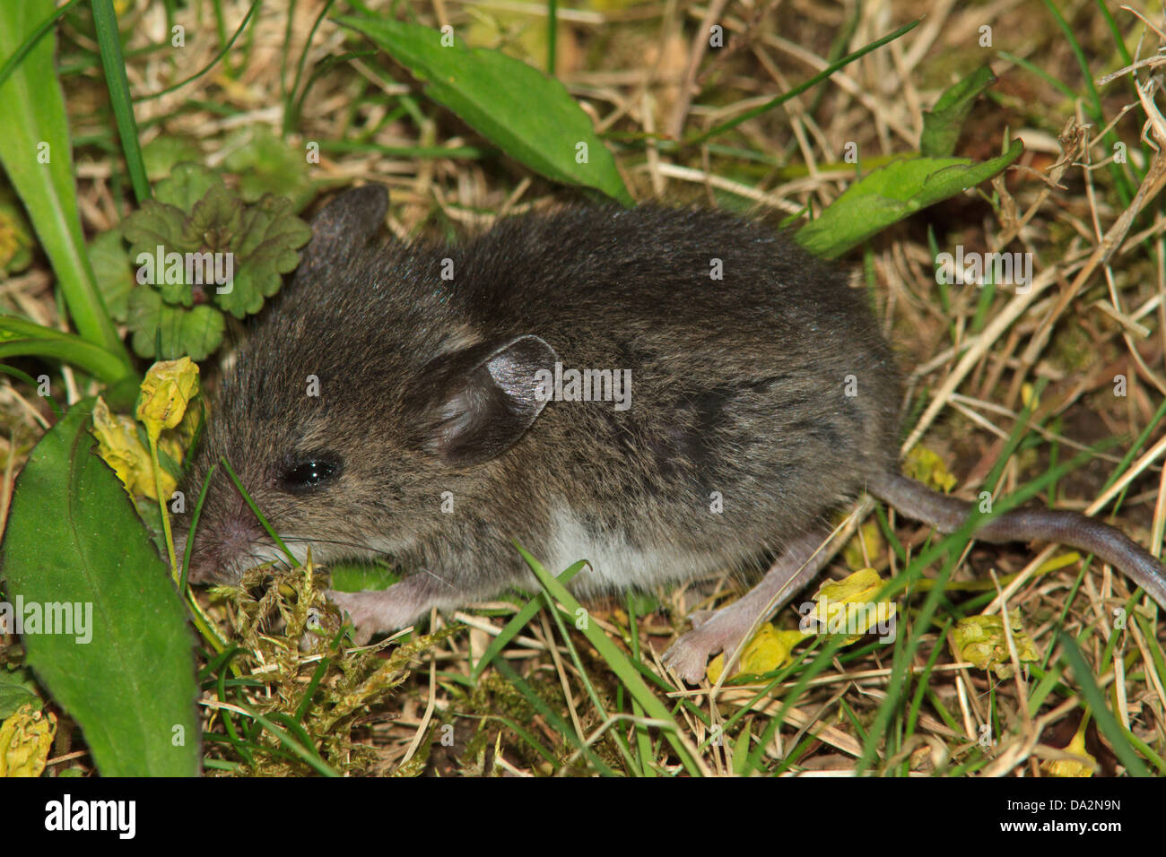 Mouse in grass Stock Photo Alamy