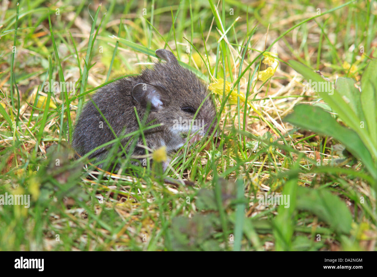 Mouse in grass Stock Photo Alamy