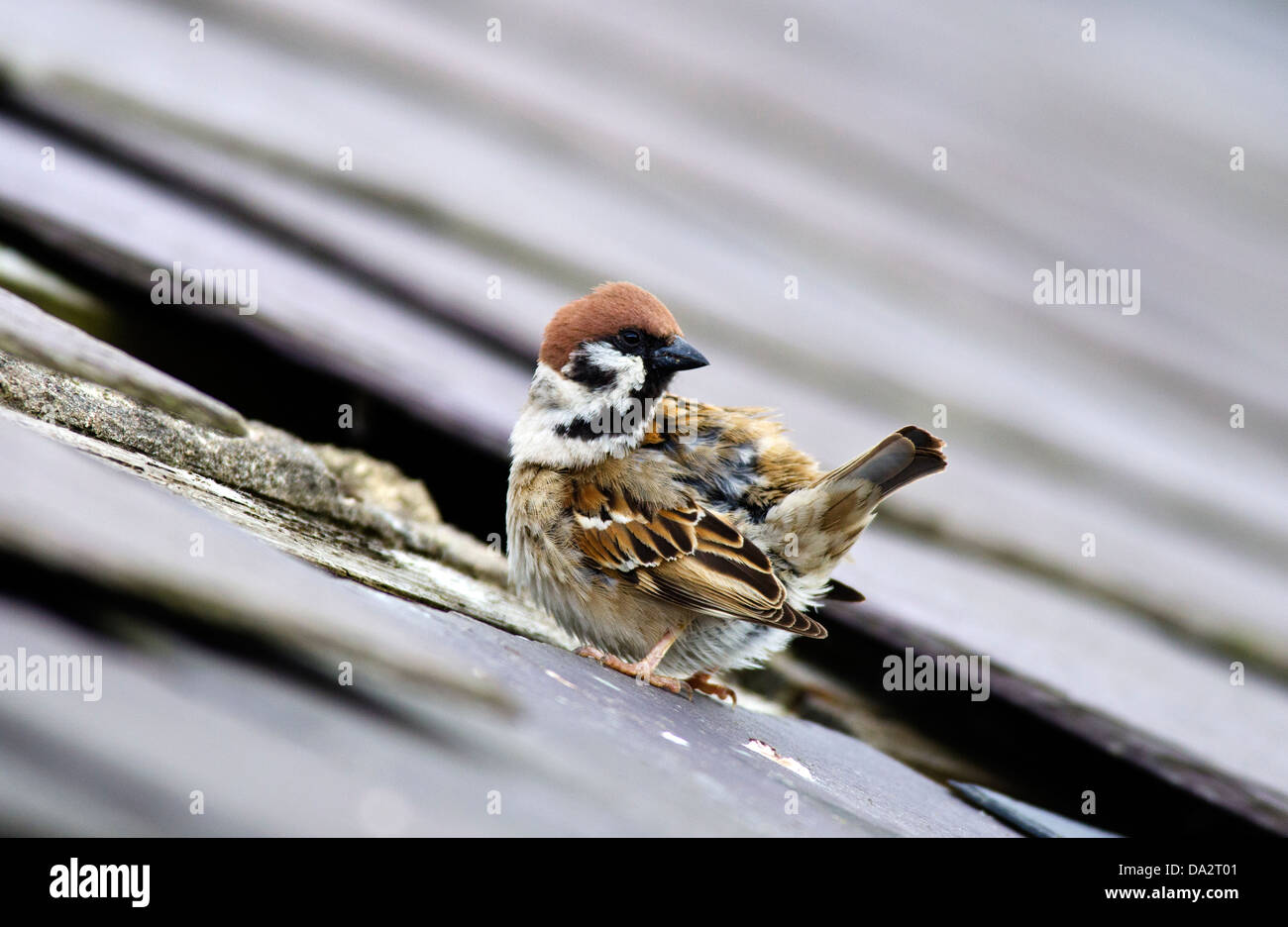 tree sparrow,passer montanus,farmland,northumberland Stock Photo