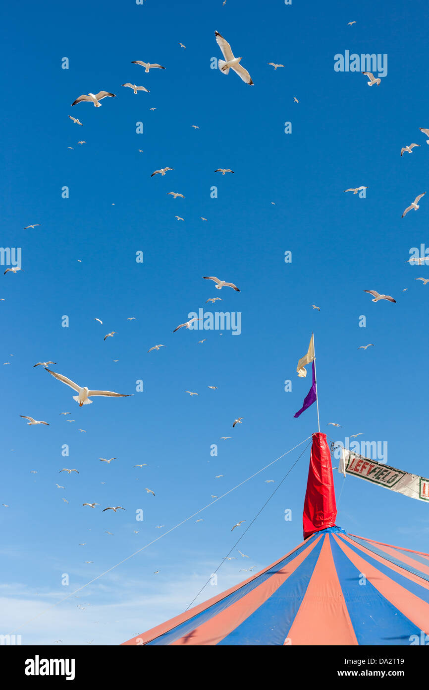 GLASTONBURY FESTIVAL, UNITED KINGDOM - JUNE 30 2013 : Flock of Seagulls flying above the Leftfield Tent Stock Photo