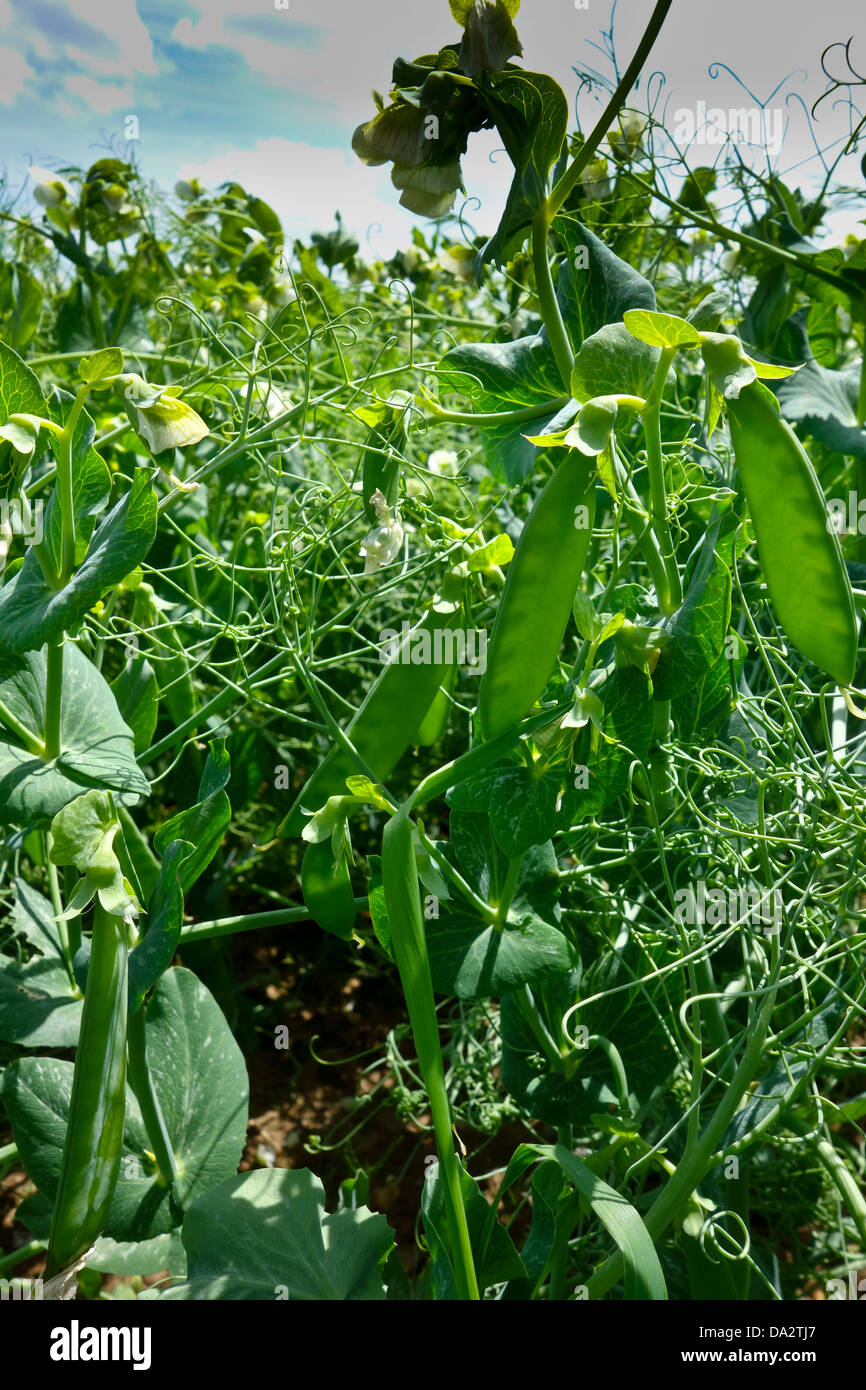 Peas growing in Farm field Stock Photo Alamy