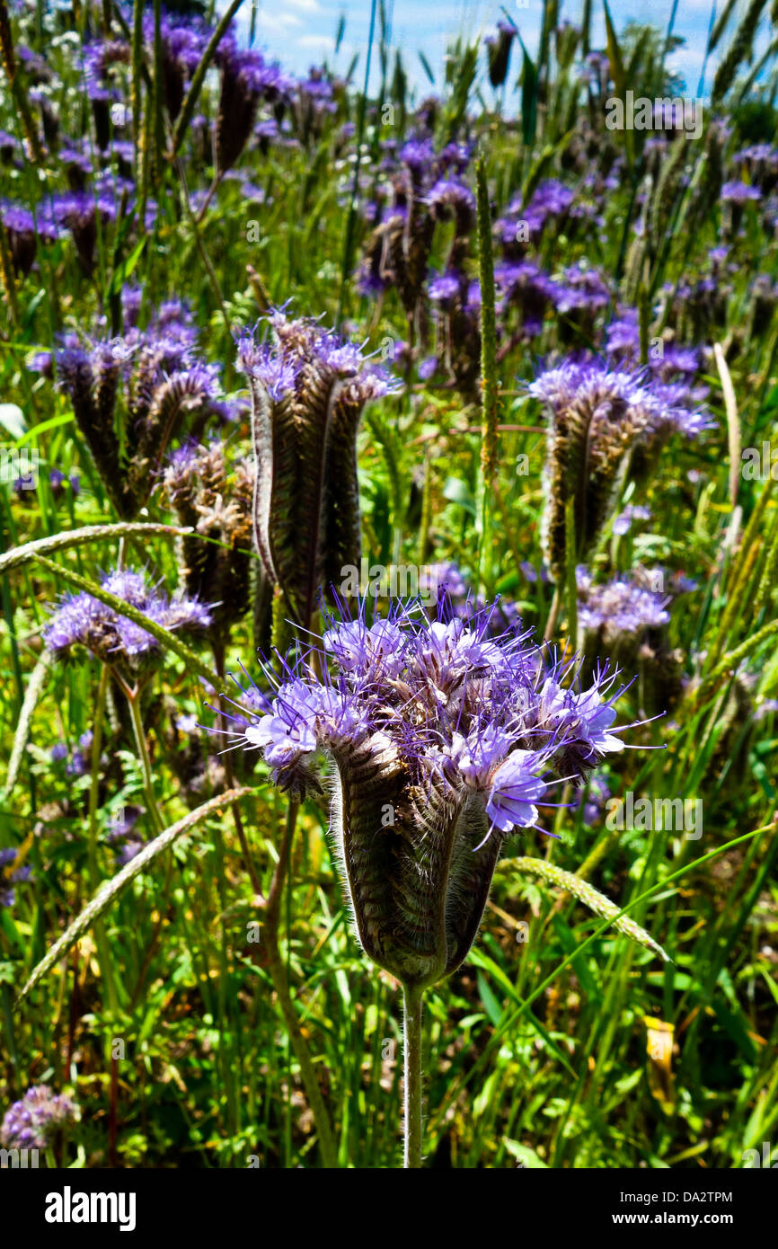 Blue-flowered crop of Scorpion weed Phacelia tanacetifolia green manure Stock Photo