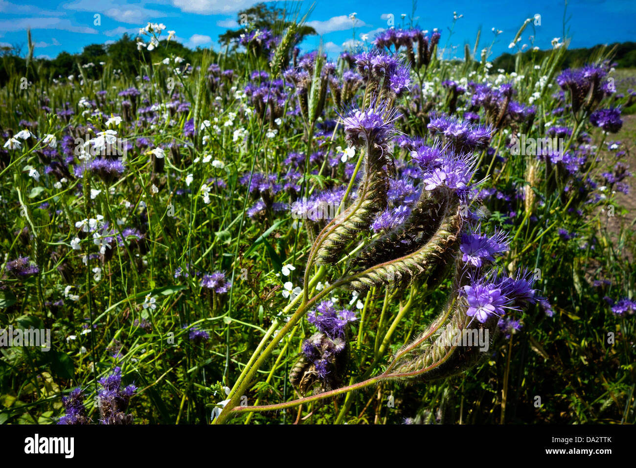 Blueflowered crop of Scorpion weed Phacelia tanacetifolia green manure