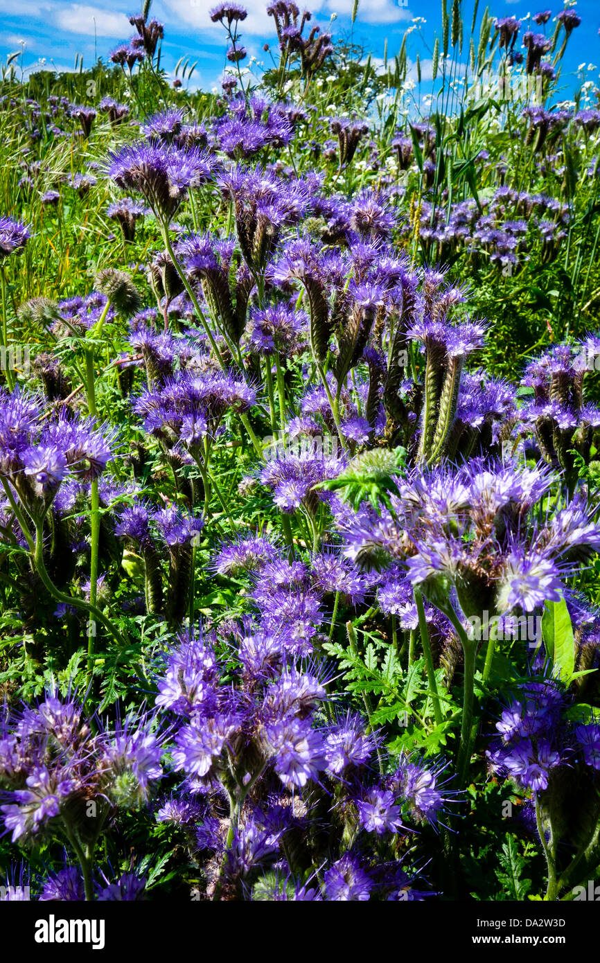 Blueflowered crop of Scorpion weed Phacelia tanacetifolia green manure