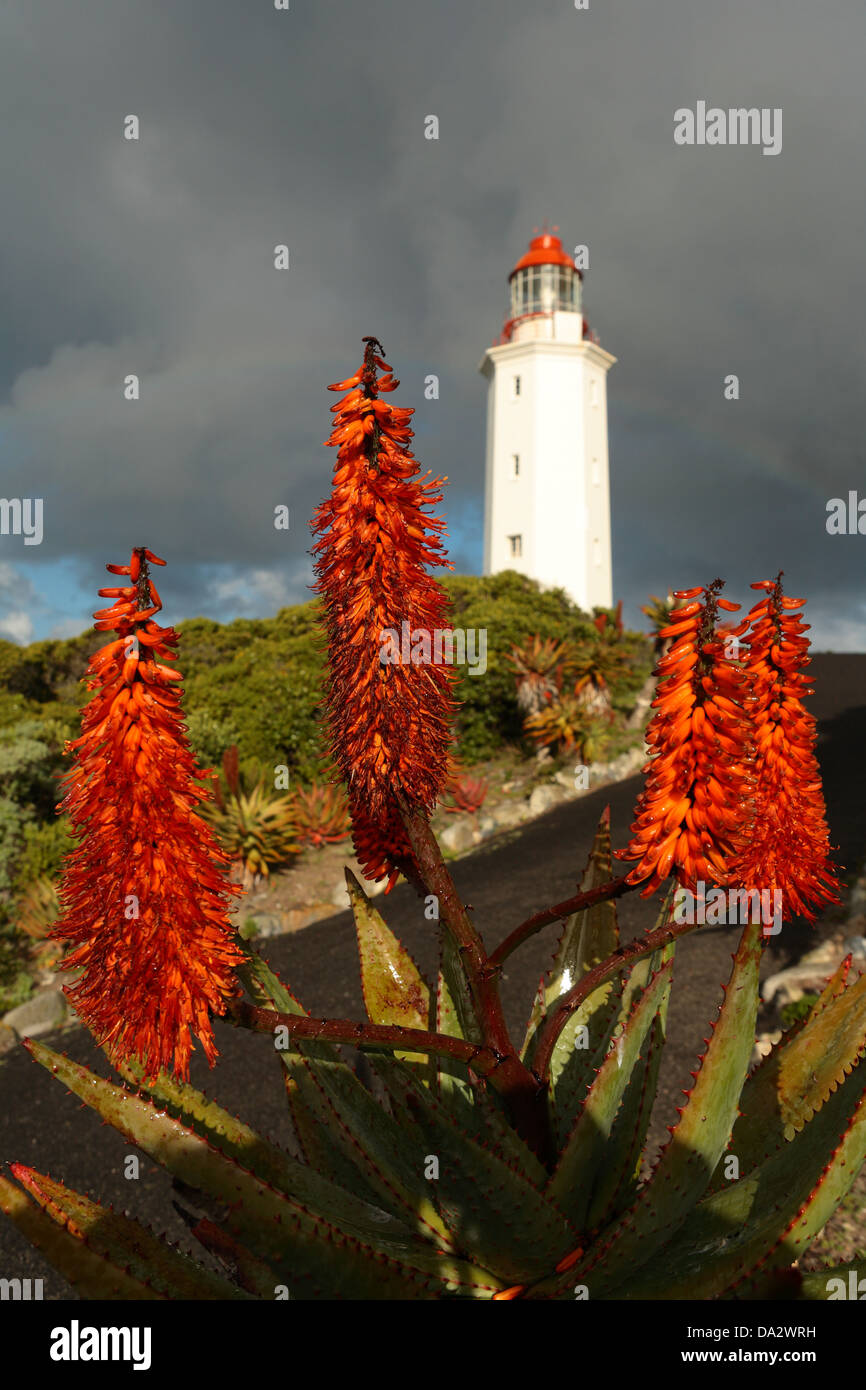 Winter flowering aloe in bloom after rain close to the lighthouse at Danger Point, Gansbaai, Western Cape Province, South Africa Stock Photo