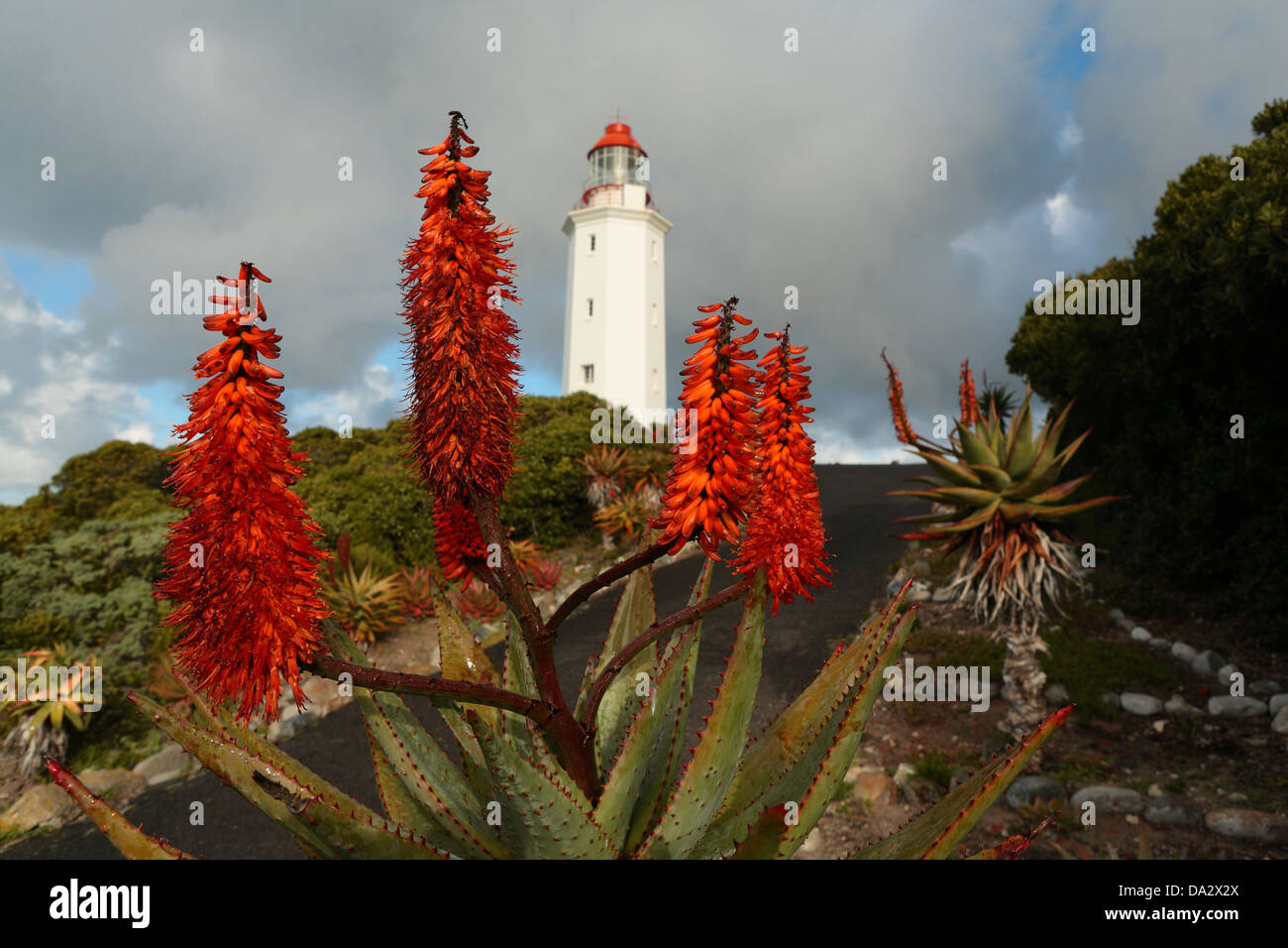 Winter flowering aloe in bloom after rain close to the lighthouse at Danger Point, Gansbaai, Western Cape Province, South Africa Stock Photo