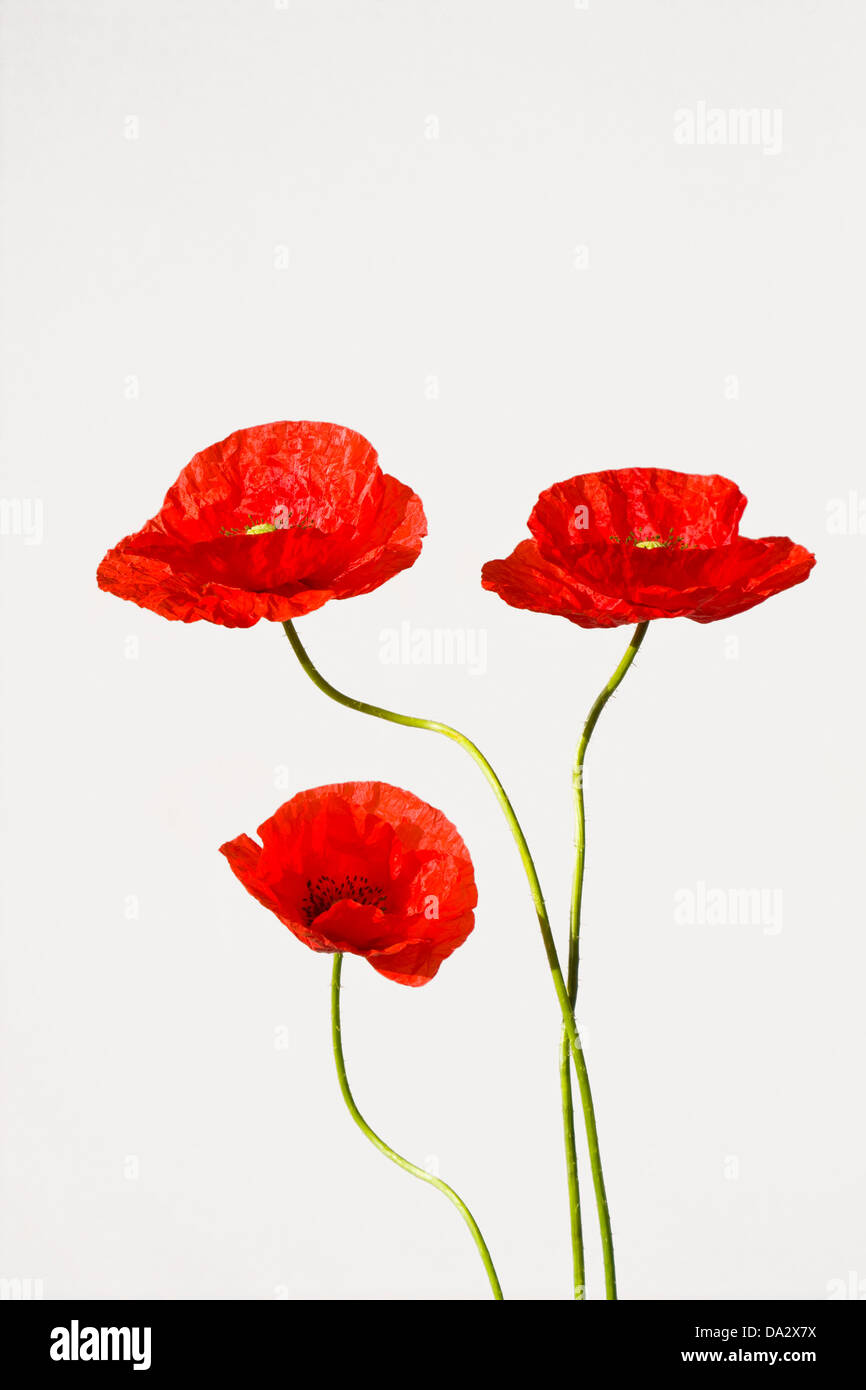 red poppies on white background Stock Photo - Alamy