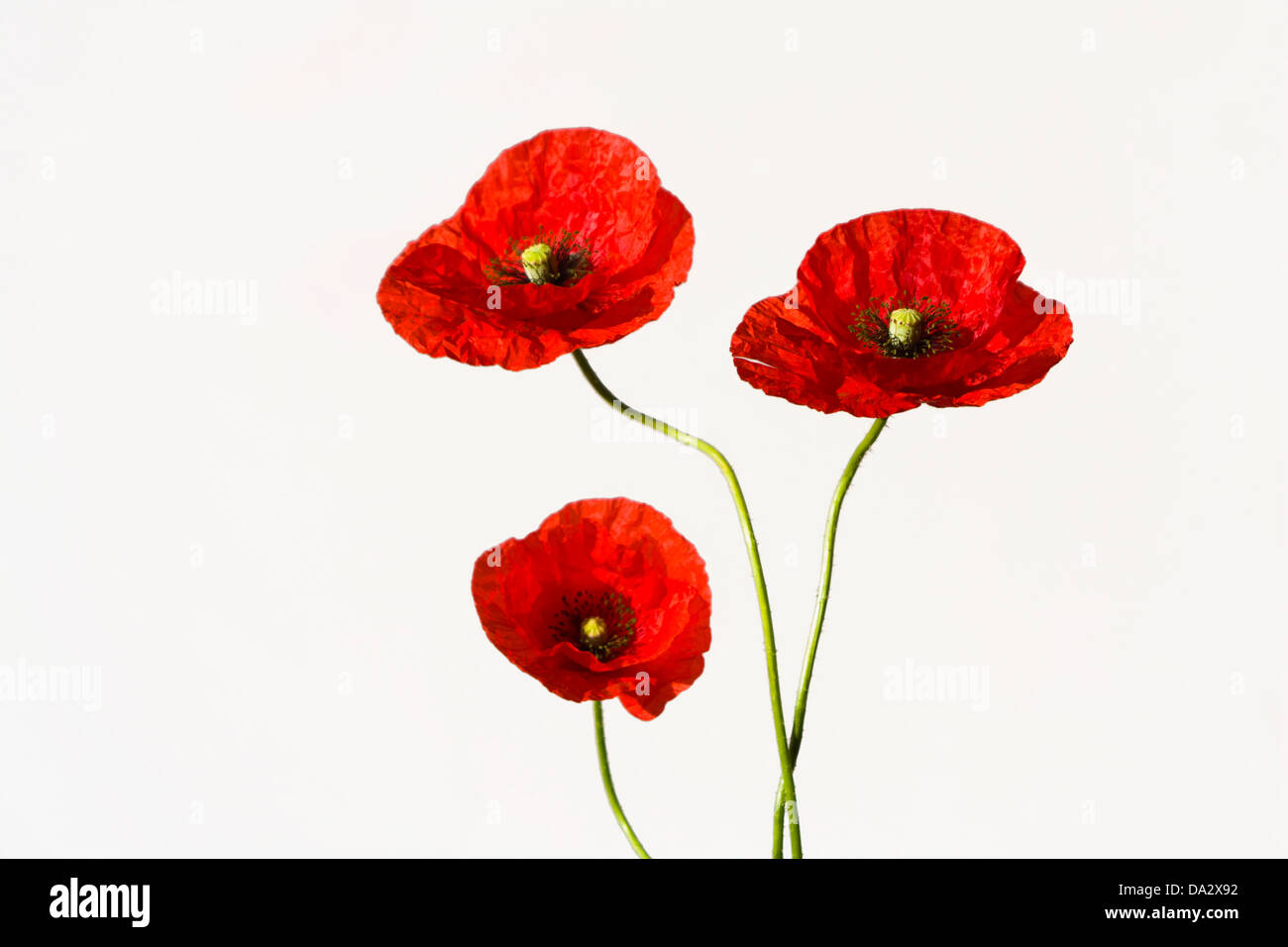 red poppies on white background Stock Photo - Alamy