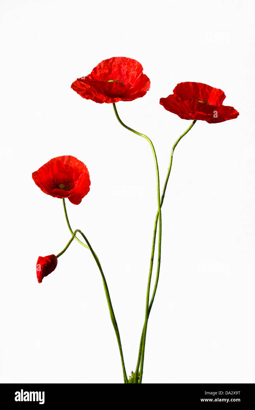 Bouquetseason High Resolution Stock Photography and Images - Alamy
