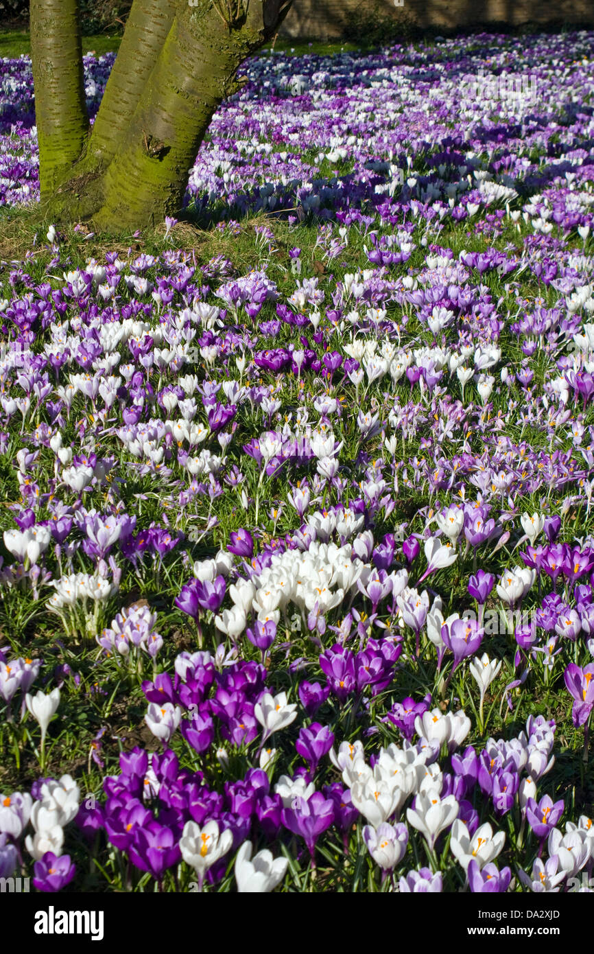 A meadow full of blooming crocuses Stock Photo