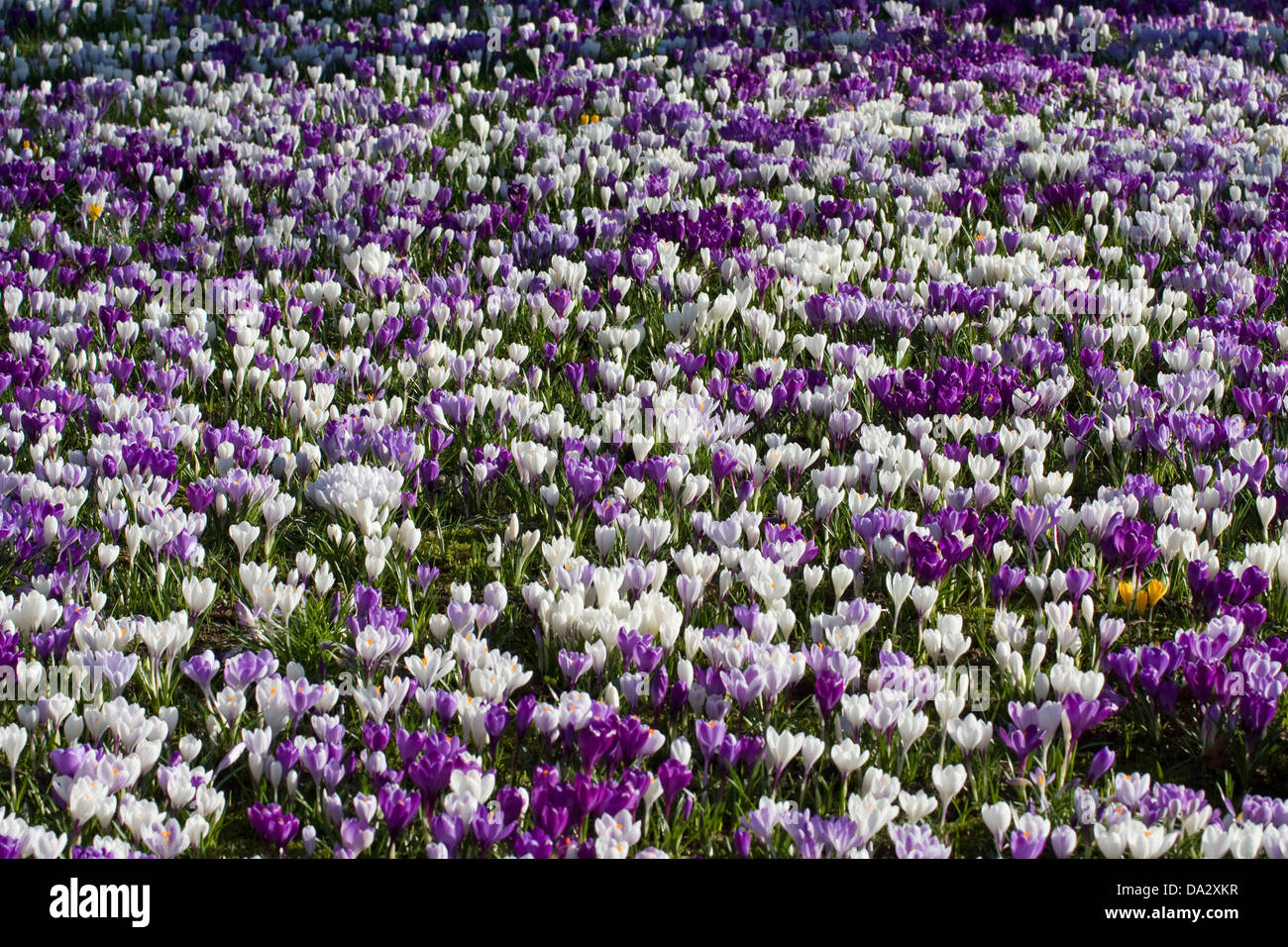 A meadow full of blooming crocuses Stock Photo