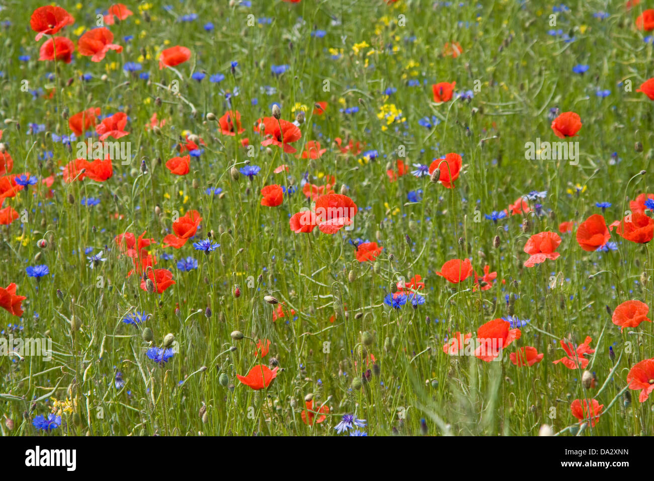 Poppies on summer meadow hi-res stock photography and images - Alamy