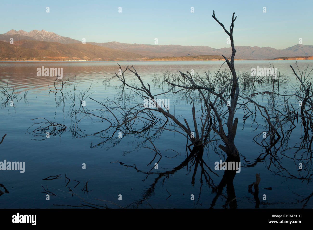 Dead brush in low water in Roosevelt Lake in central Arizona. Stock Photo