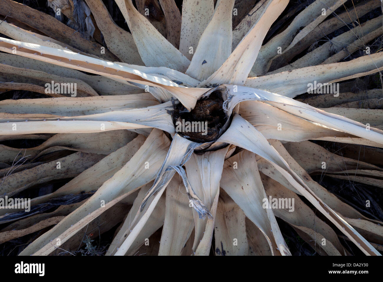 Dead century plant in the Superstition Mountains in central Arizona. Stock Photo