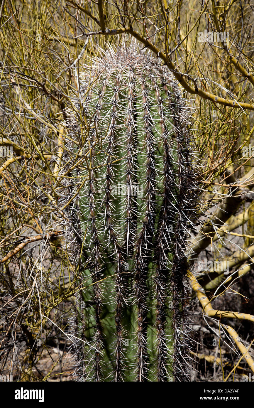Saguaro cactus in Tucson Mountain Park near Tucson, Arizona. Stock Photo