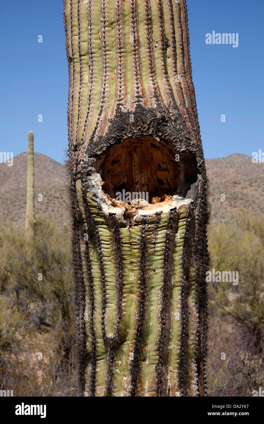 Saguaro cactus in Tucson Mountain Park near Tucson, Arizona. Stock Photo