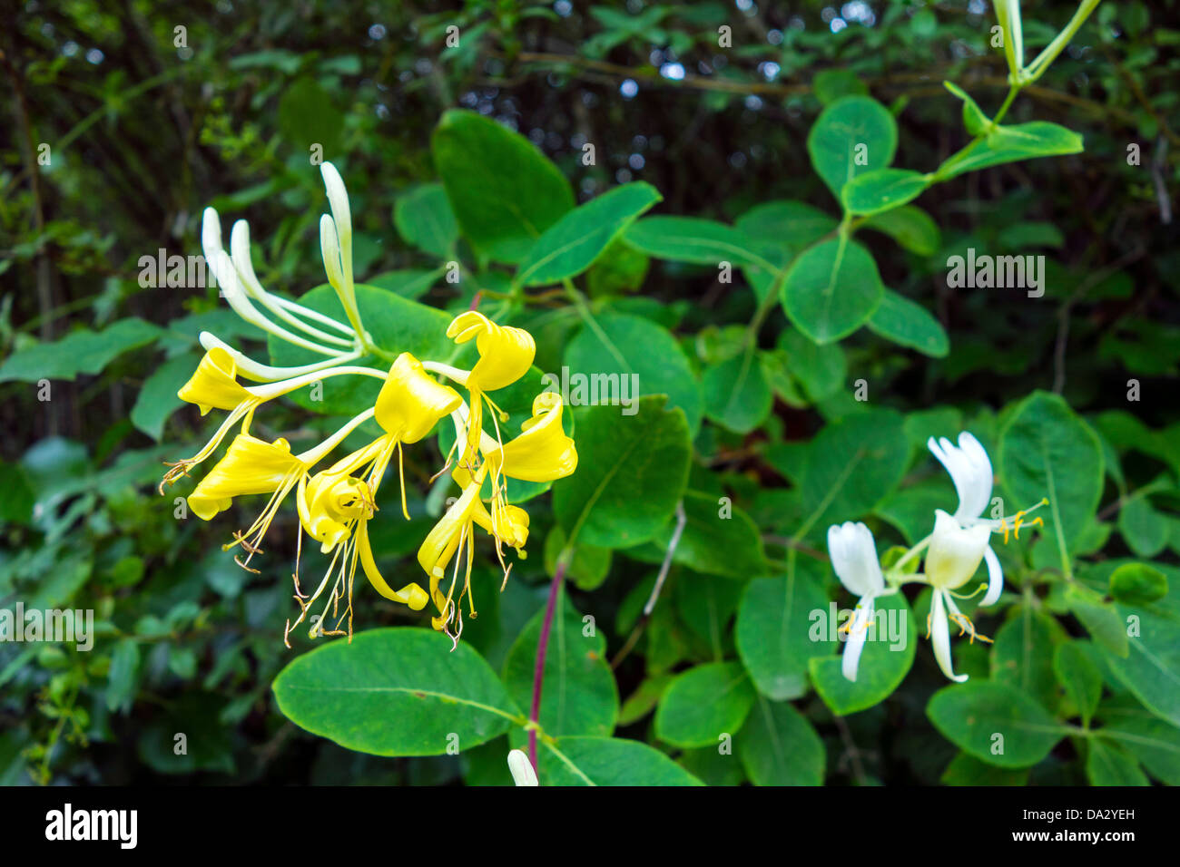 Honeysuckle flowers in bloom, yellow on green Stock Photo