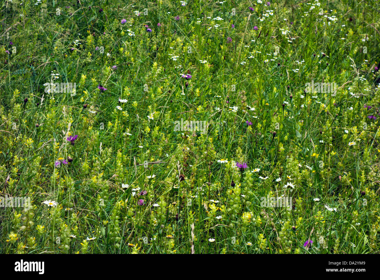 Wild meadow flowers in hi res stock photography and images Alamy Wild meadow flowers in hi res stock photography and images Alamy