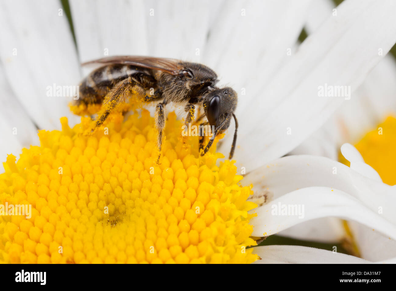 A solitary bee collects pollen from an ox eye daisy in a Hampshire flower meadow, UK Stock Photo