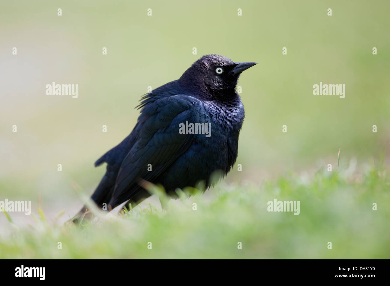 A brewers blackbird sits on grassland near the Elkhorn slough California USA Stock Photo