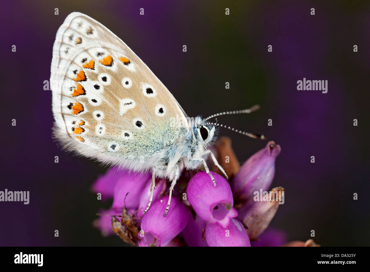 A common blue butterfly rests on bell heather in Hampshire England Stock Photo