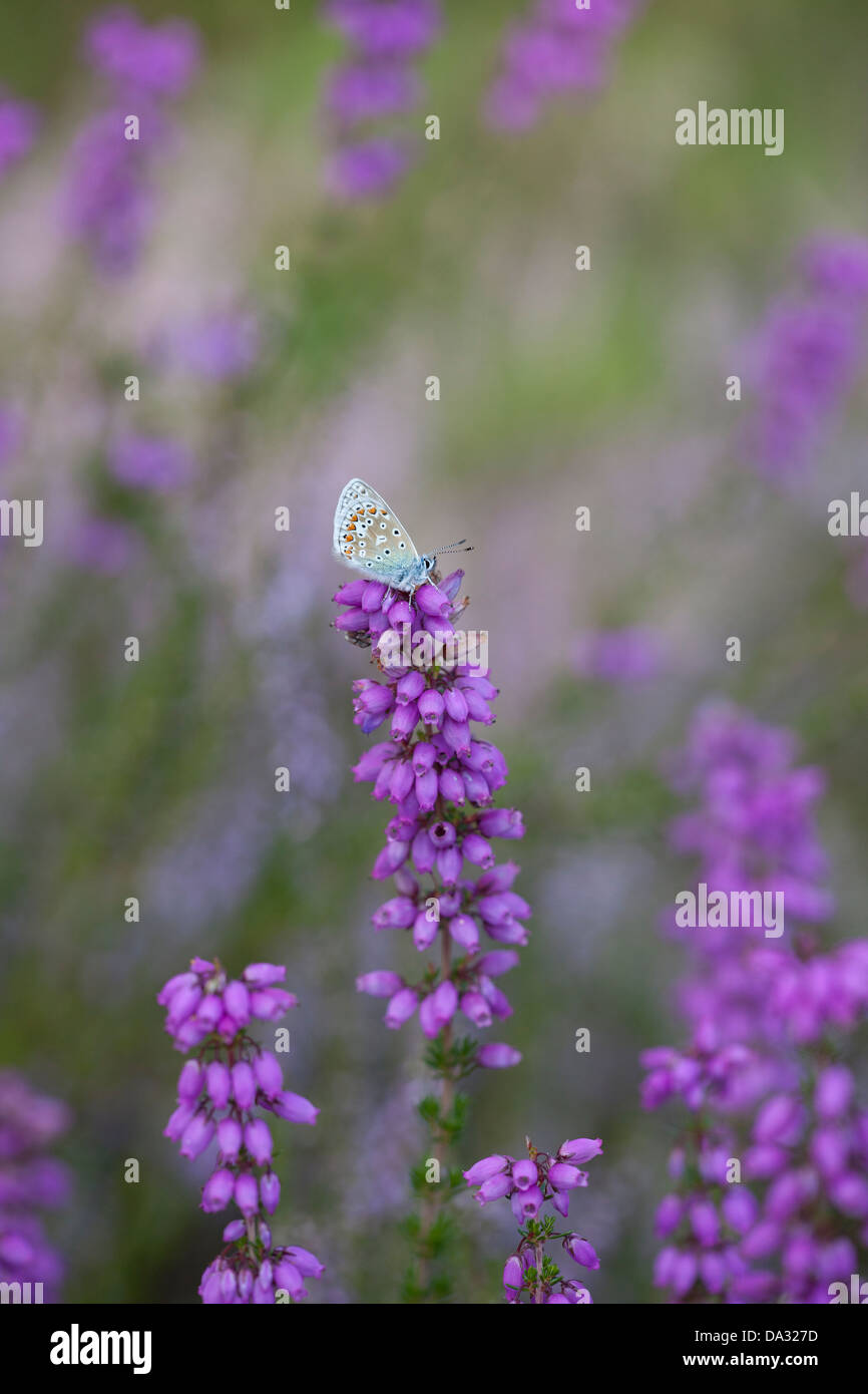 A common blue butterfly rests on bell heather in Hampshire England Stock Photo