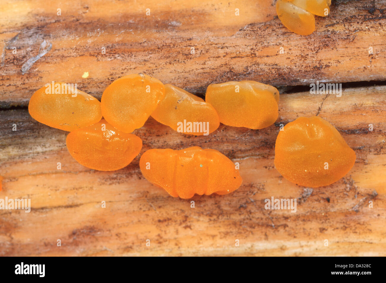 Early stages of a slime mold. Stock Photo