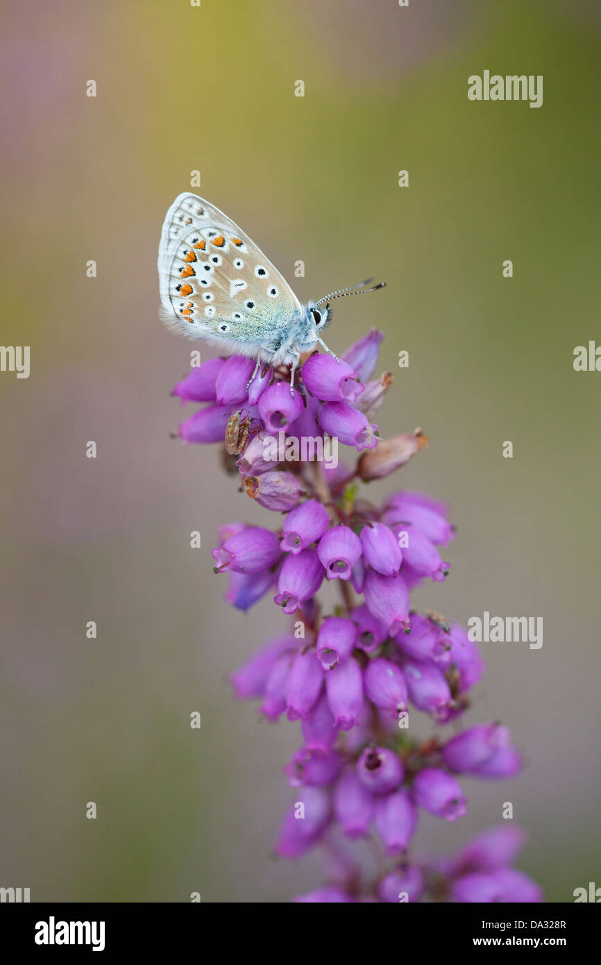 A common blue butterfly rests on bell heather in Hampshire England Stock Photo