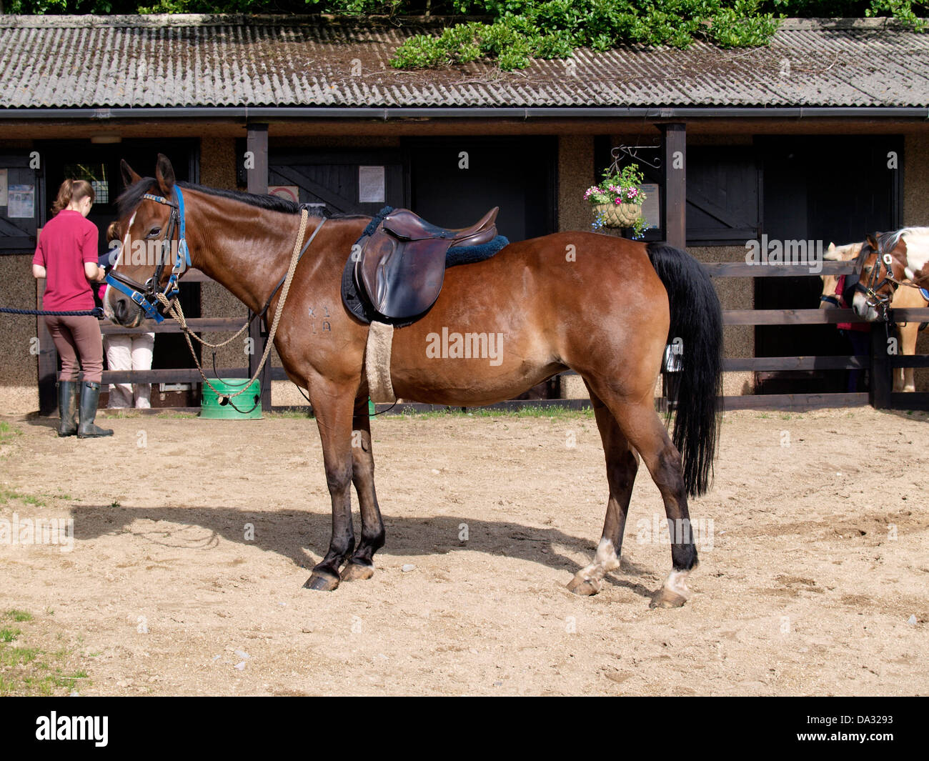 Horse saddled and ready to go at a riding school, UK 2013 Stock Photo